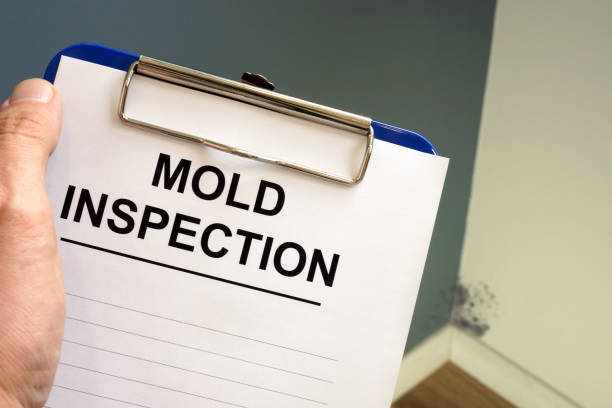 Mold Documentation for Insurance Claims